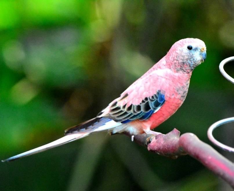 Розовобрюхий травяной попугайчик - все о виде на wikiet