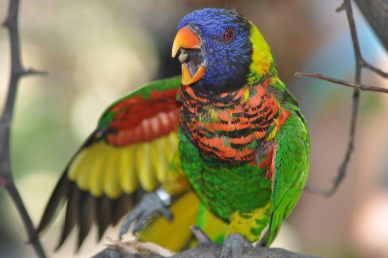Попугай лори(лорикет) | описание, питание, размножение