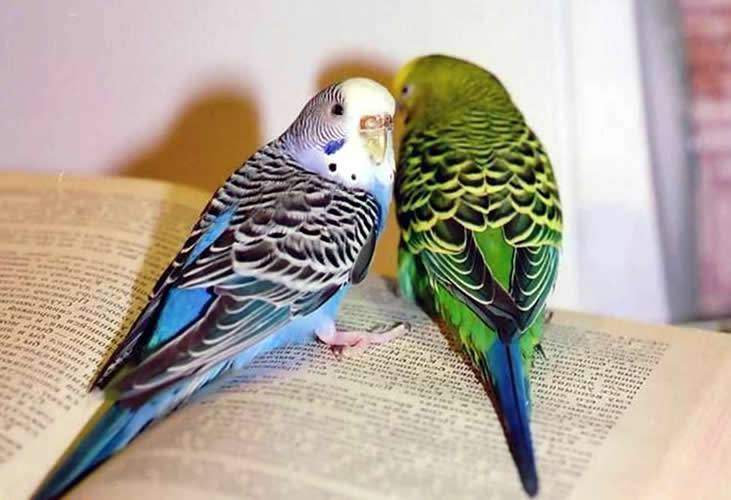 Волнистые попугаи | описание, питание, уход в домашних условиях