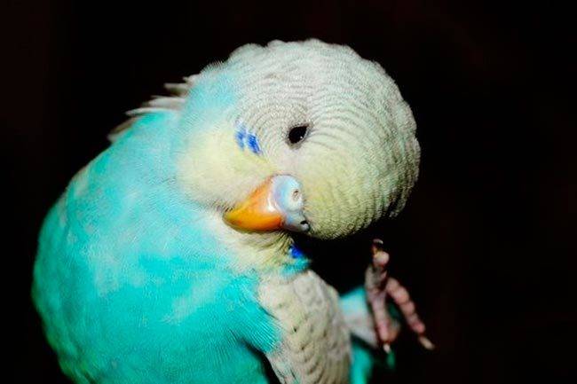 Почему попугай чешется и выщипывает перья - как лечить в домашних условиях