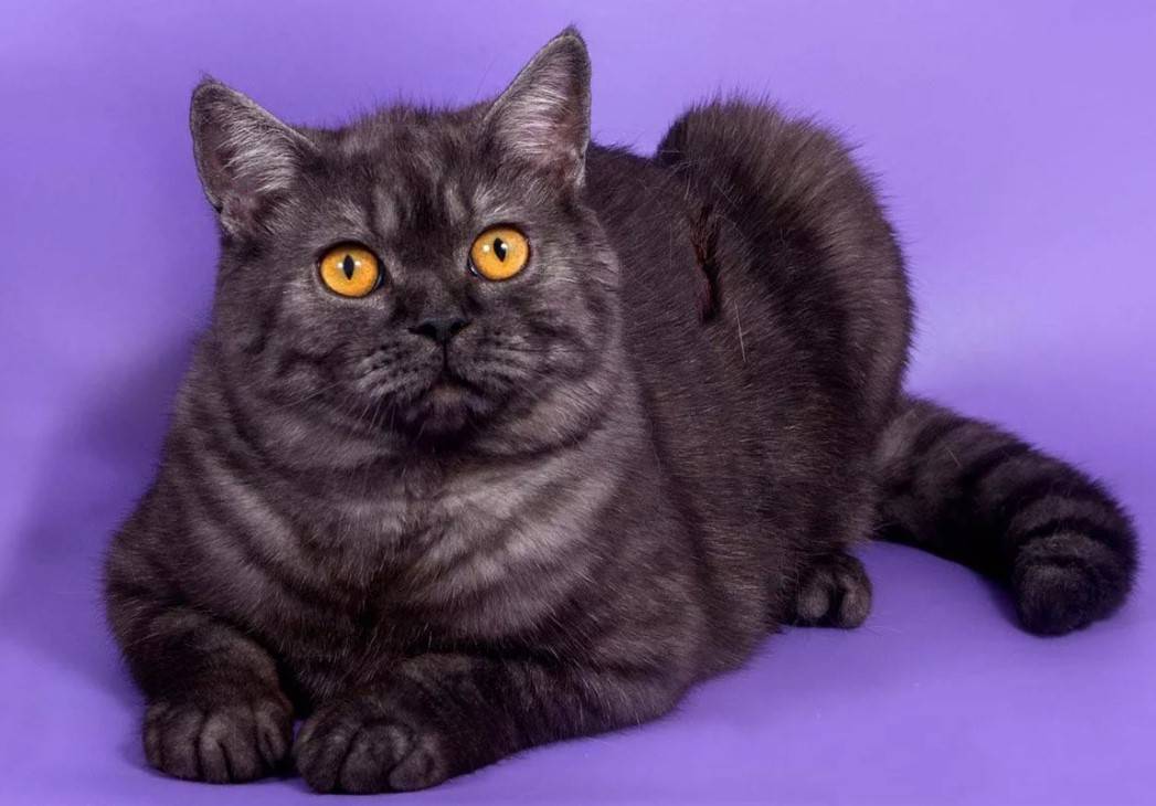 Скоттиш-страйт: шотладнская прямоухая кошка