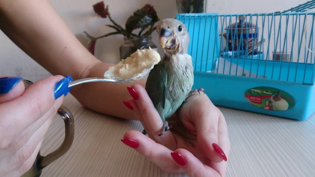 Как быстро приручить попугая неразлучника к рукам