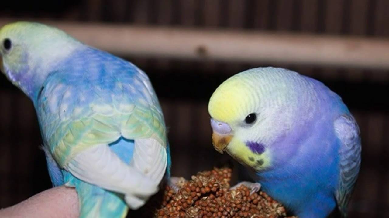 Волнистый попугай чех, виды волнистых попугаев с фото и видео