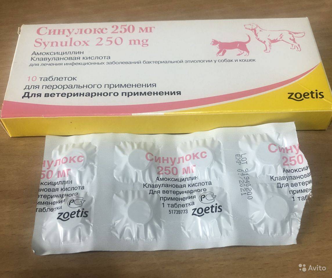 Синулокс для кошек: инструкция по применению лекарства в таблетках и инъекциях по 50 мг и в другой дозировке, аналоги, отзывы