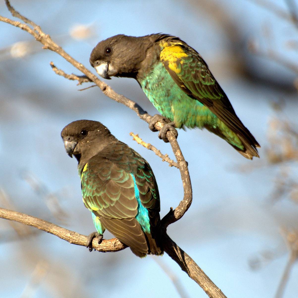 Сенегальский попугайчик — описание вида