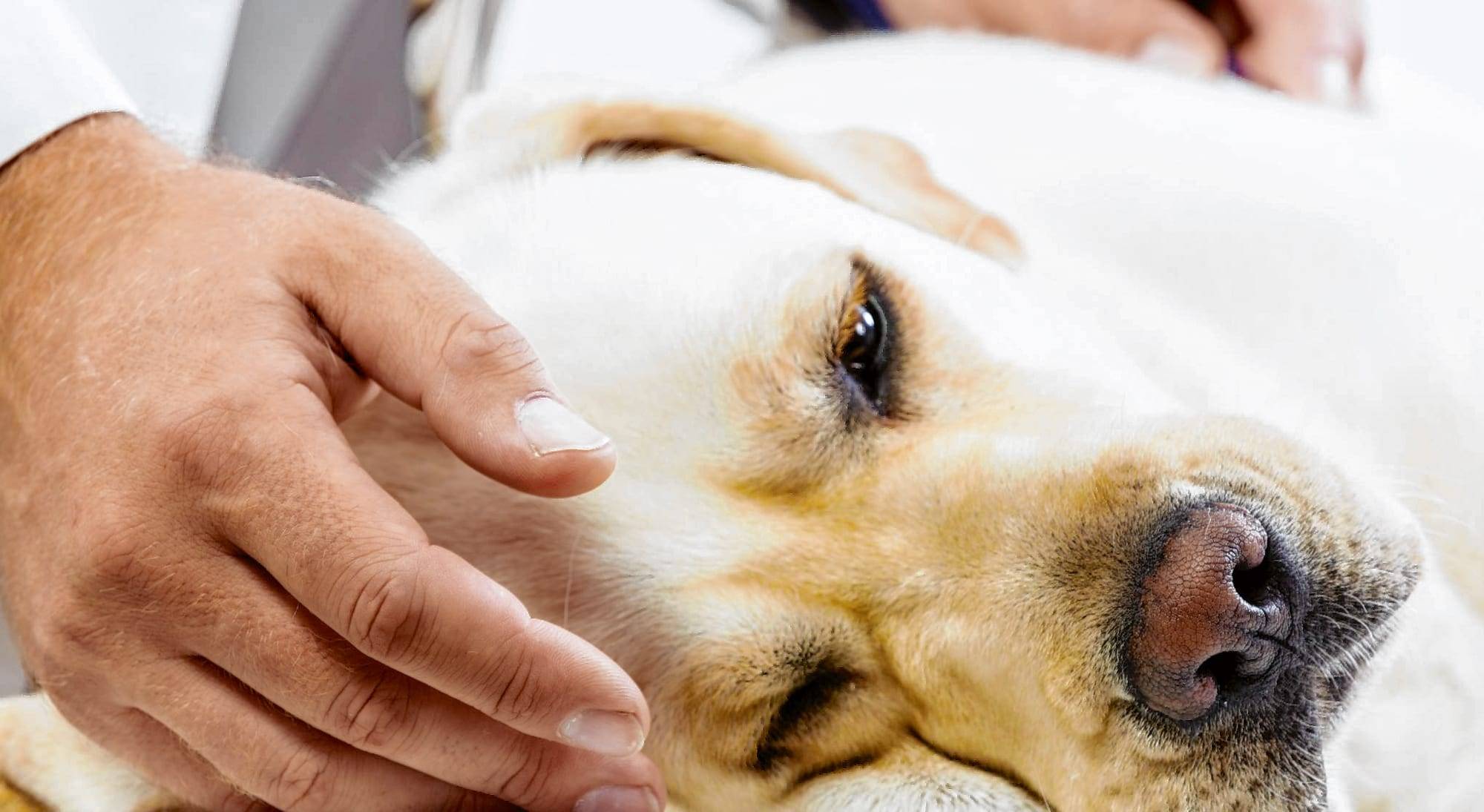 Пироплазмоз собак - диагностика и лечение
