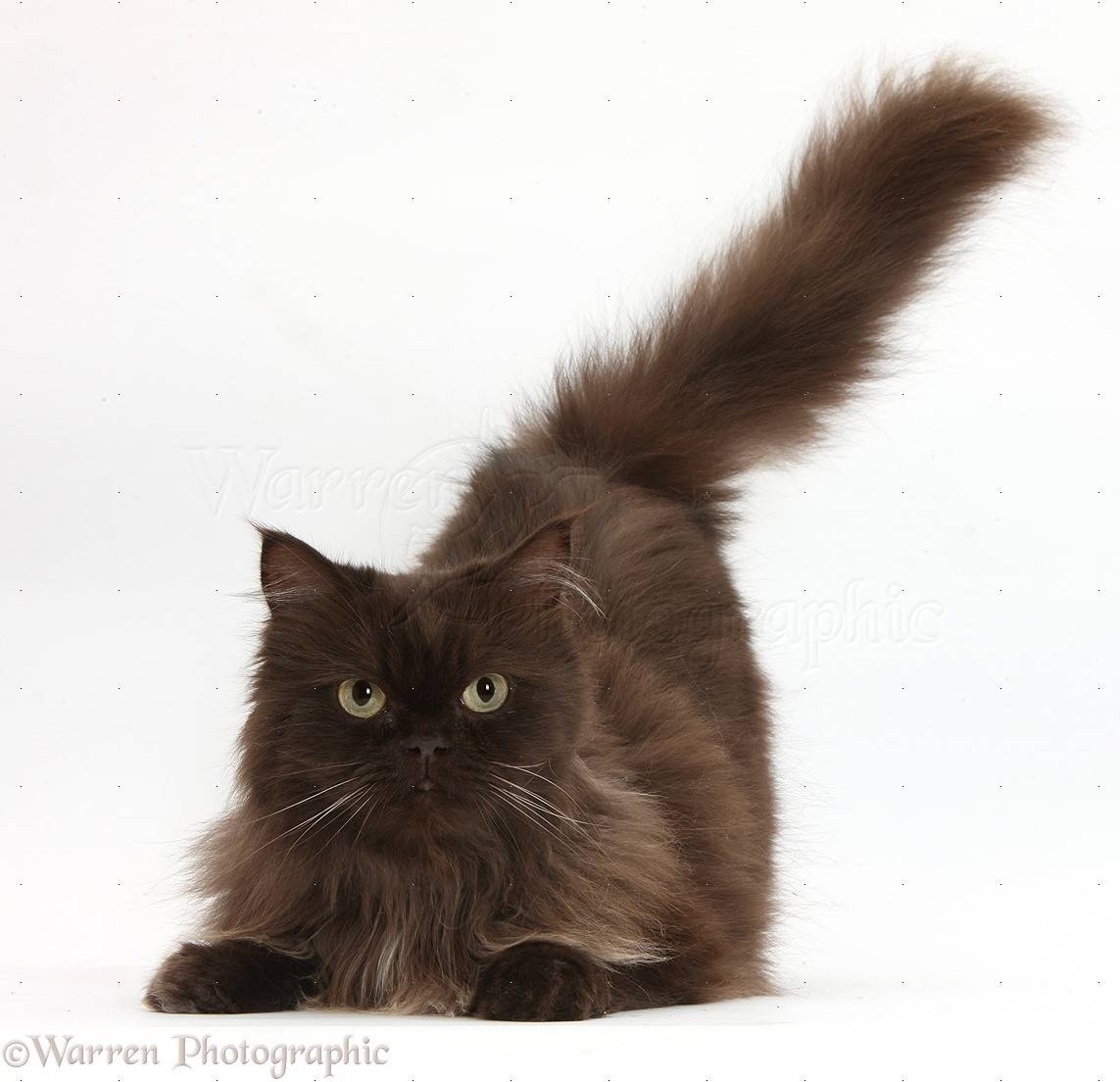 Кошка, которая похожа на белку благодаря роскошному хвосту, завораживает
