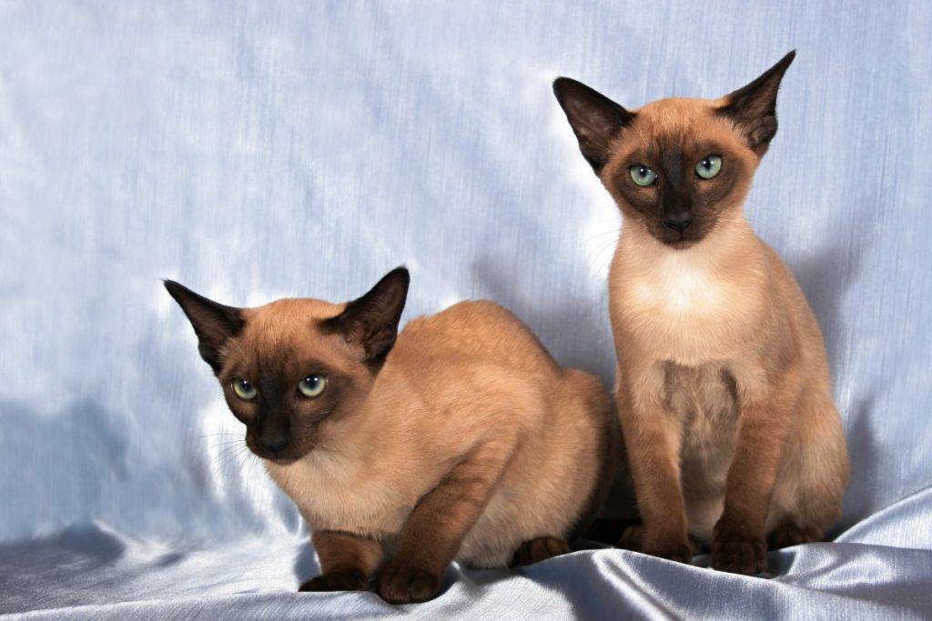 Сиамская кошка: описание породы