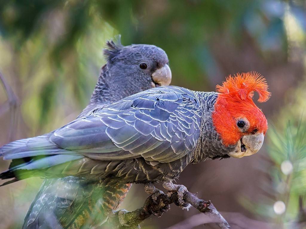 Породы попугаев. породы домашних попугаев - фото
