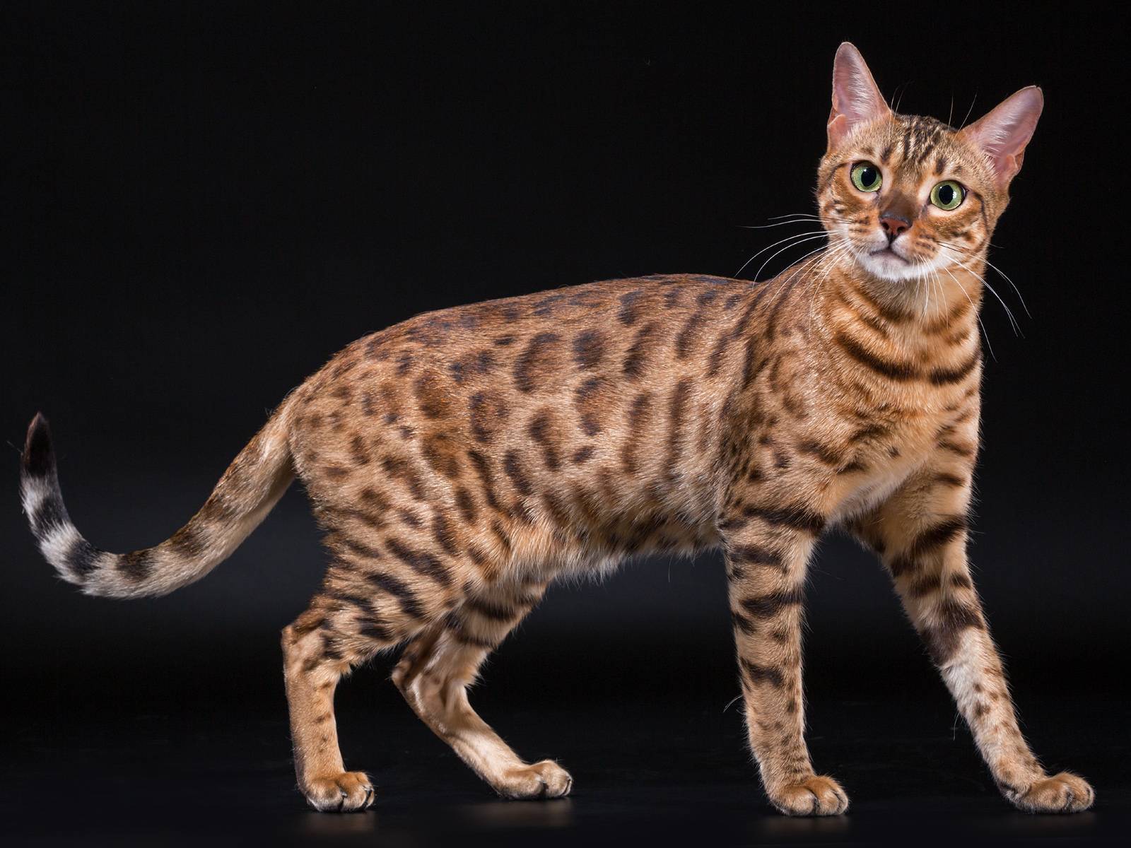 Азиатская леопардовая кошка – описание вида, фото, условия содержания.