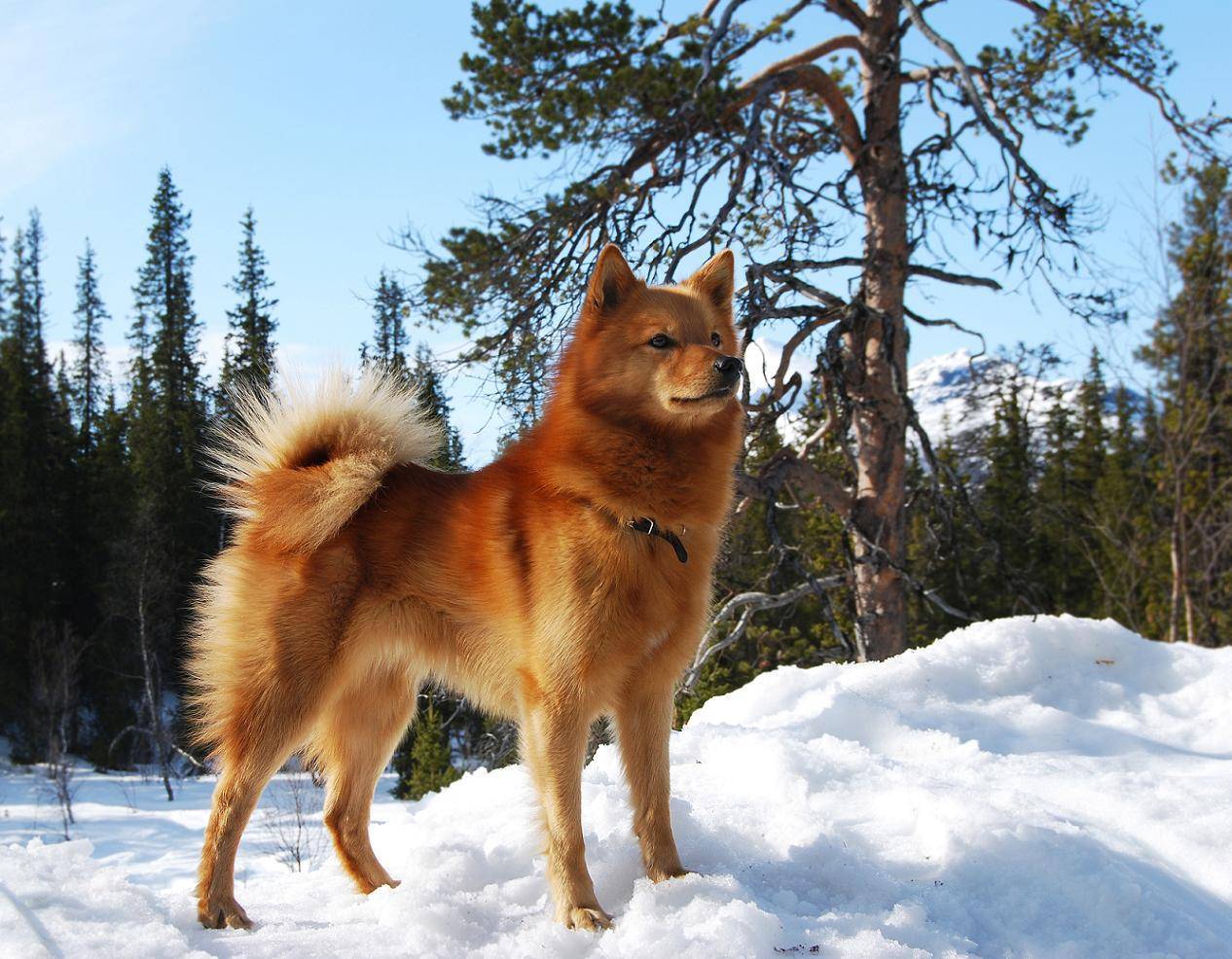 Карело-финская лайка — российская селекционная порода охотников ⋆ собакапедия