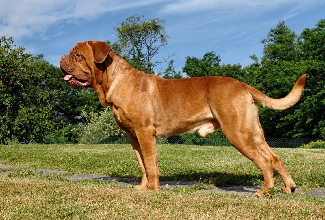Бордоский дог (французский мастиф) — фото, описание породы собак, характеристика
