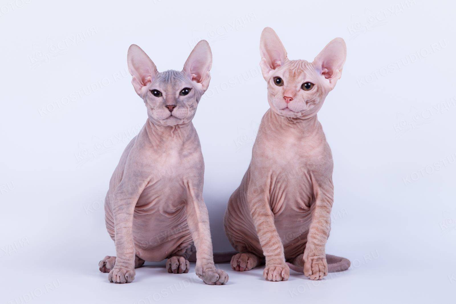 Донской сфинкс ▶ описание породы и характера кошки