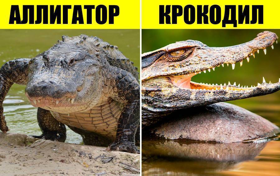 Чем отличается крокодил от аллигатора, в чем разница? — «vexsi» журнал — обо всём!