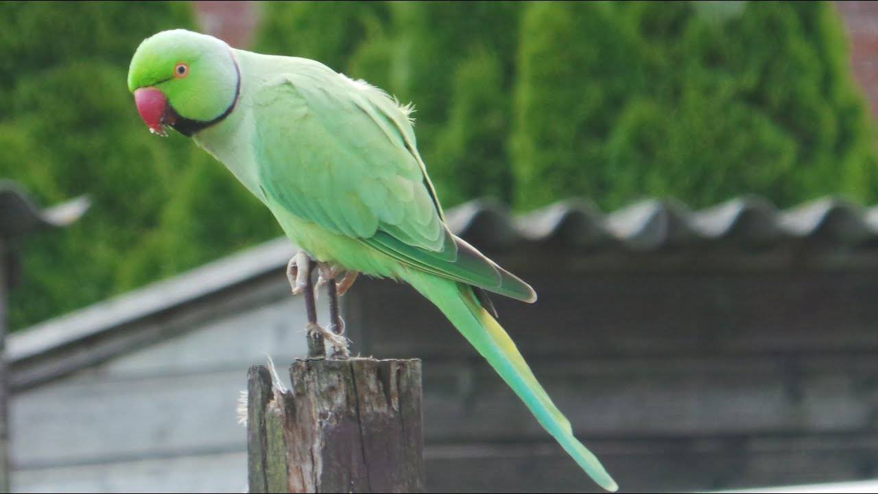 Индийский кольчатый попугай : фото, видео, содержание и размножение