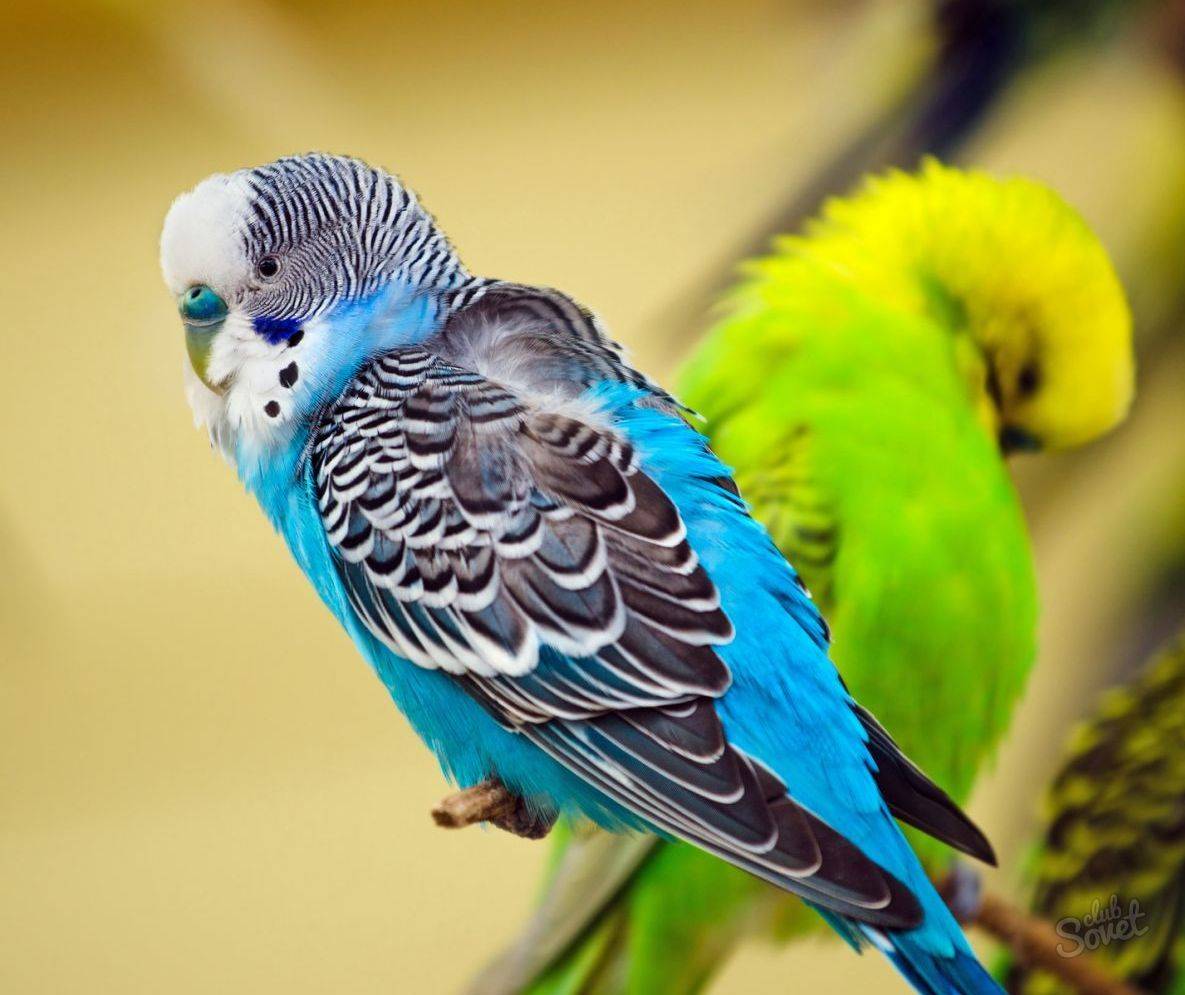 Сколько живут попугаи? попугаи корелла: сколько живут :: syl.ru