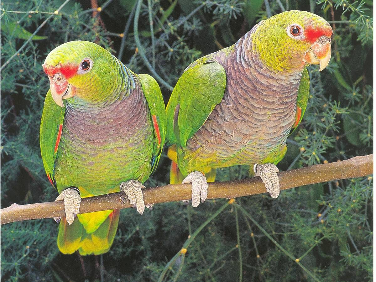 Виды попугаев: все породы, названия, описание и фото