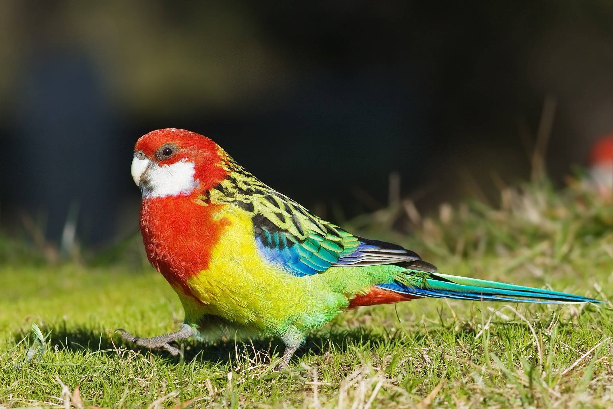 Попугай розелла пестрая: чем знаменит этот вид птиц, содержание и уход