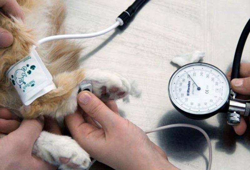 Температура тела у домашних животных в норме - мнение ветеринарного врача казакова а.а.
