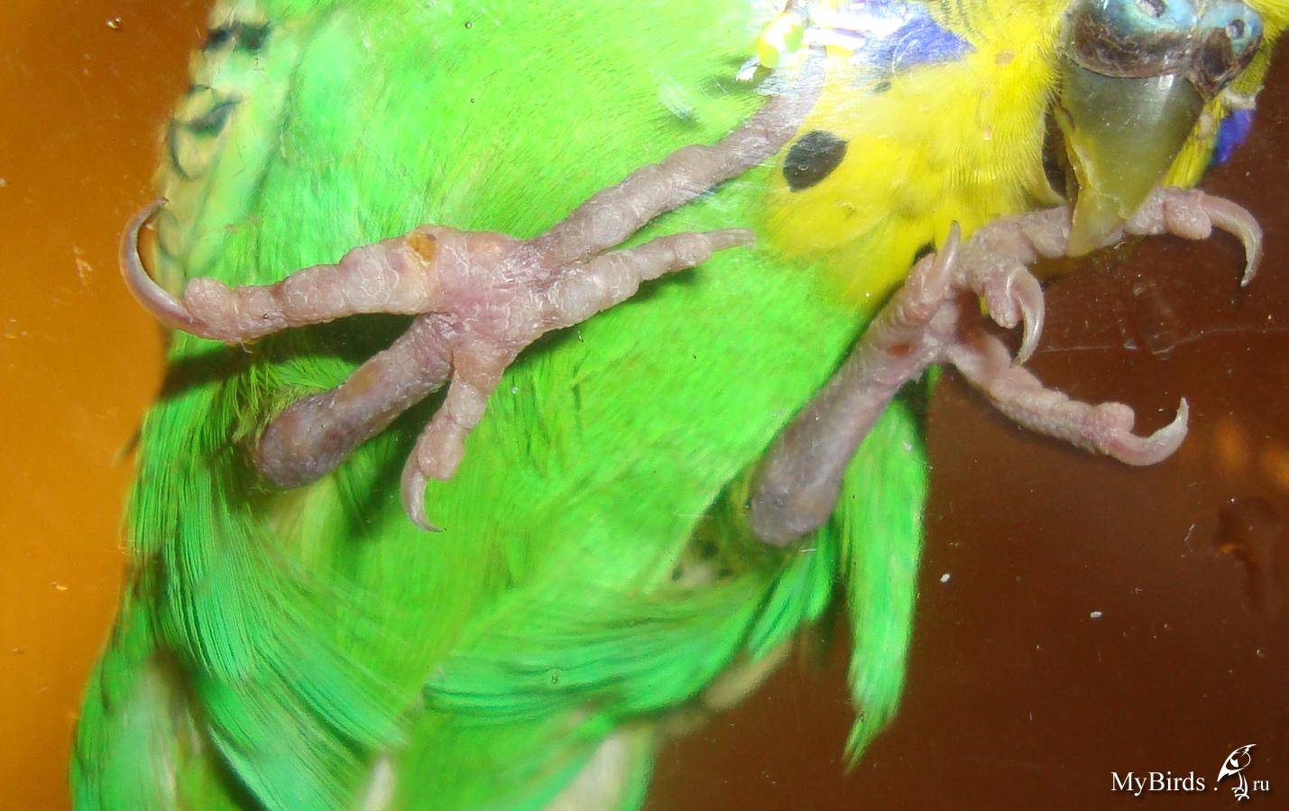 Деформация лап у волнистых попугаев: причины, симптомы, методы фиксации и лечения
