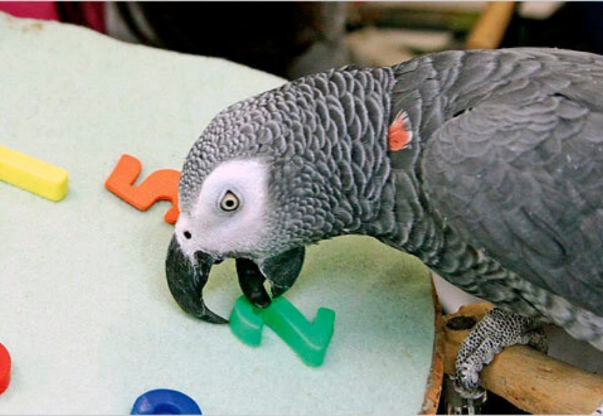 Самый умный попугай в мире: топ 6 пород, описание и фото