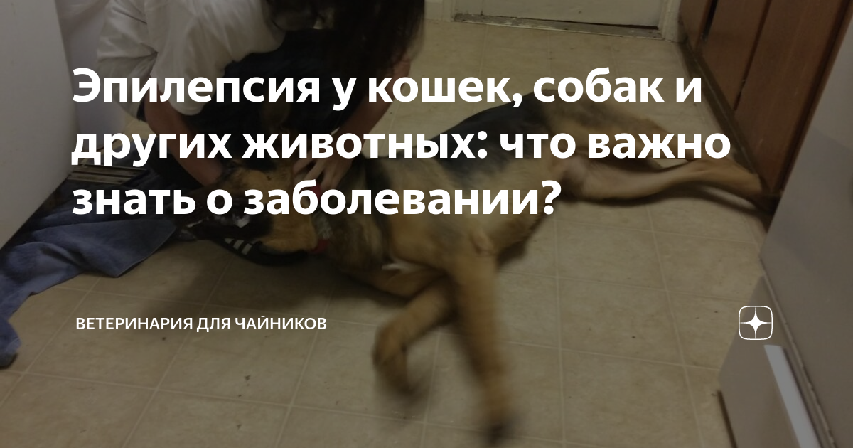 Эпилепсия у собак: причины возникновения и последствия, что делать - kotiko.ru