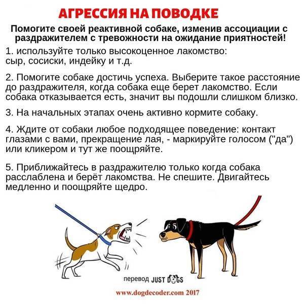 Агрессивное поведение у собак: причины агрессии