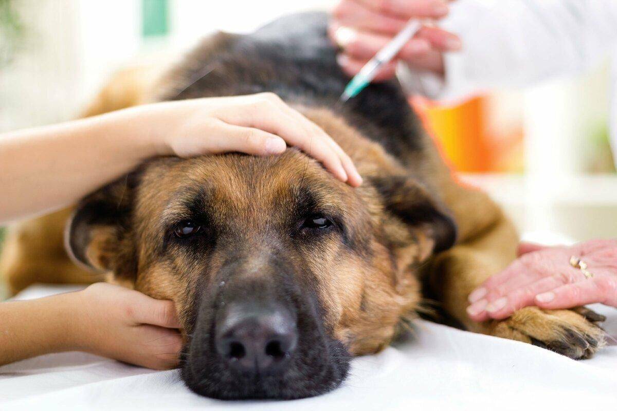 Что дать и чем лечить собаку при отравлении?