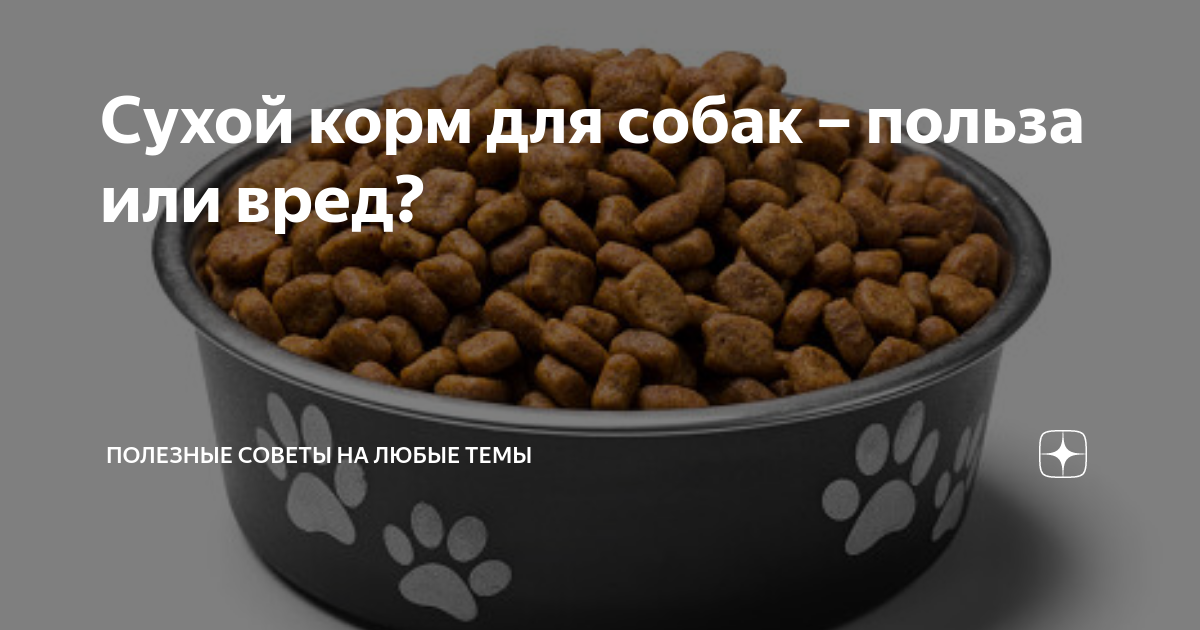 Можно ли кормить собаку только сухим кормом? отвечаем на все вопросы и подбираем рацион