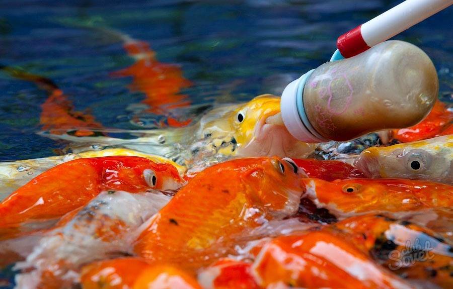 Сколько раз в день кормить рыбок в аквариуме: как часто, правильное кормление для начинающих, сколько давать корма