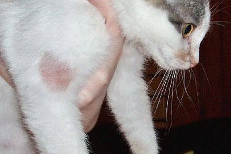 Лишай у кошек: как определить и лечить