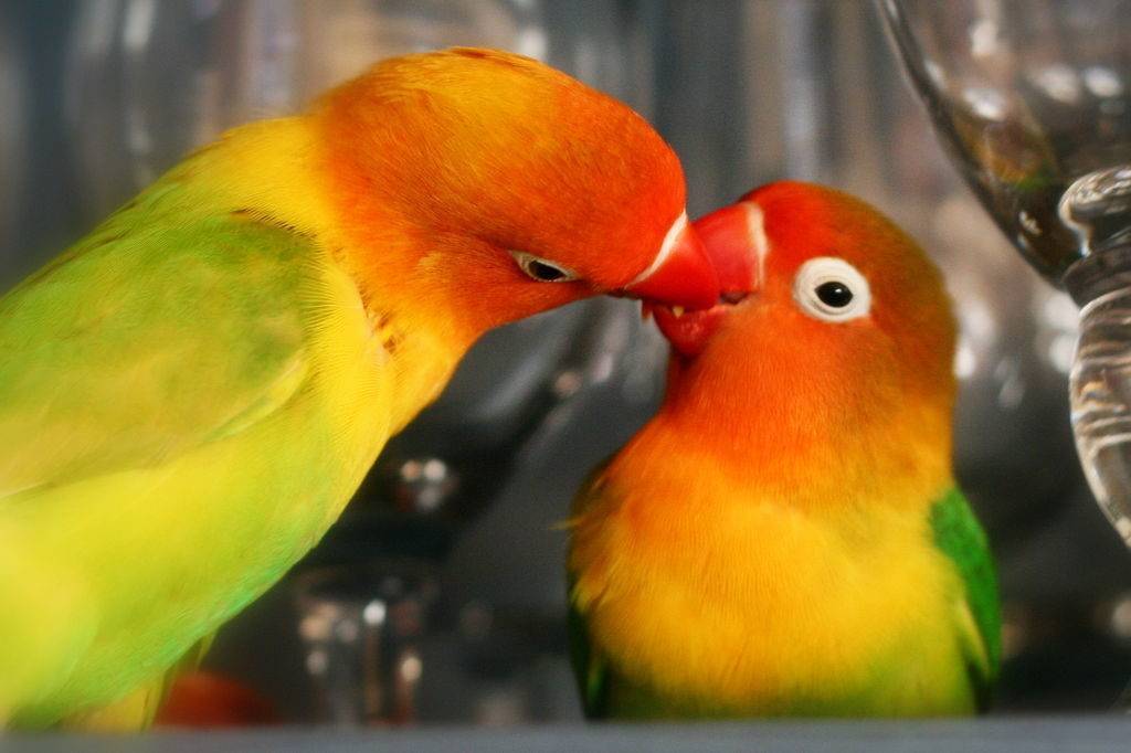 Неразлучники попугаи: уход и содержание с фото и видео