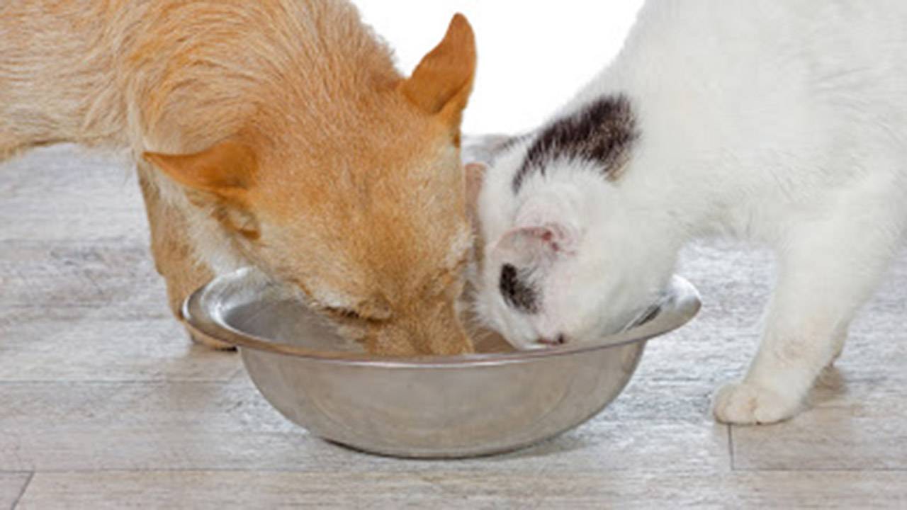 Можно ли давать собакам кошачий корм? что делать если собака ест кошачий корм? - petstory