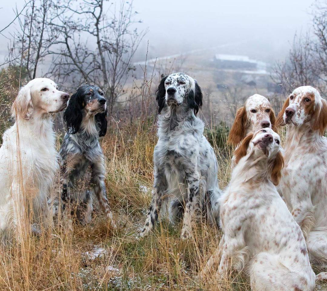 Английский сеттер (лаверак) собаки: фото, описание породы, характер и цены
