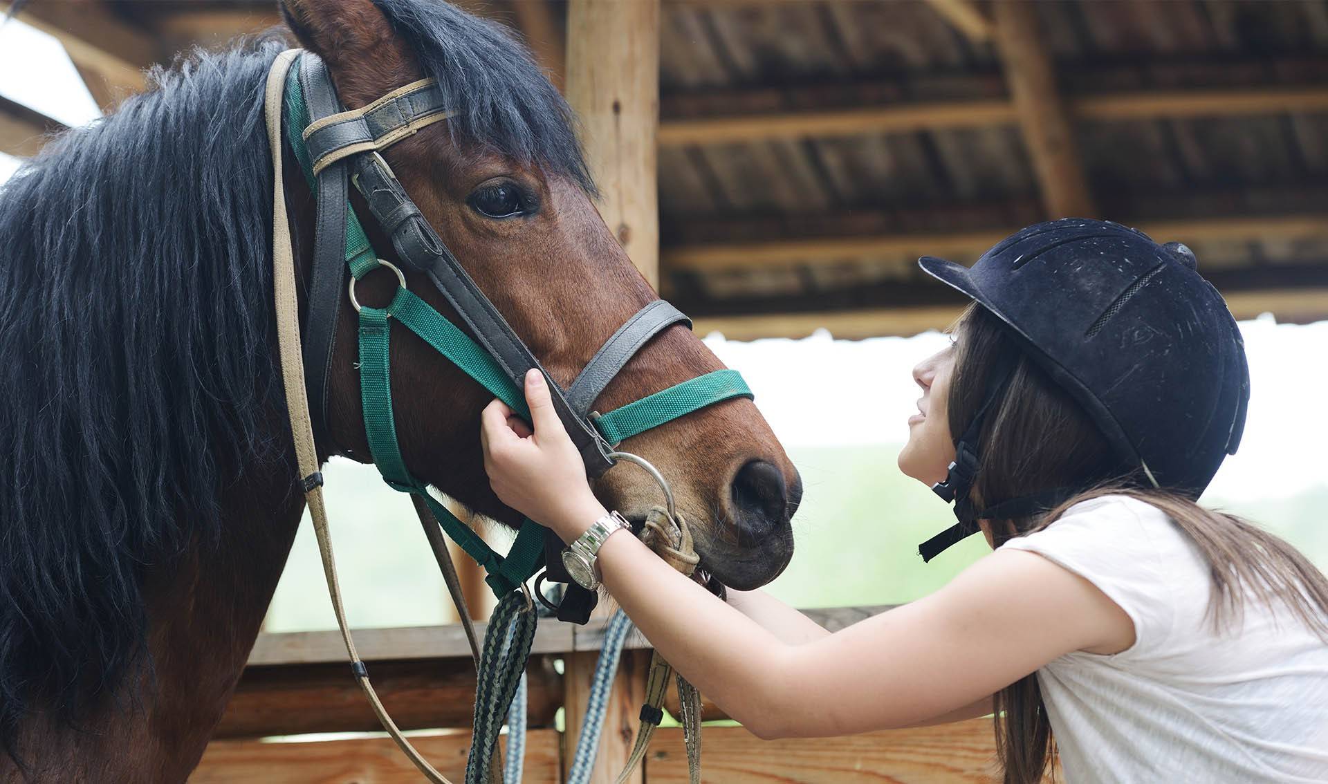 Как правильно ухаживать за лошадьми | конный портал