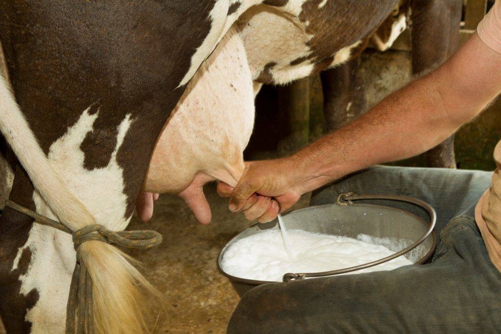 Сколько молока дает корова в день - норма и рекорды