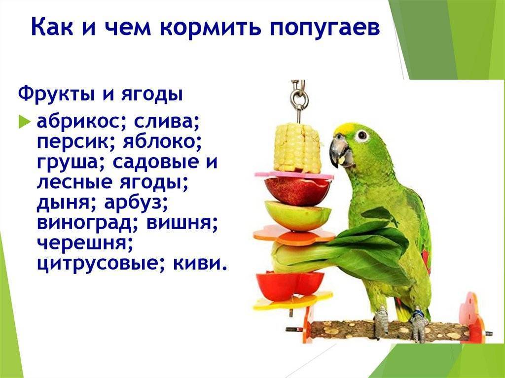 Чем кормить попугая – правильный рацион, рекомендации