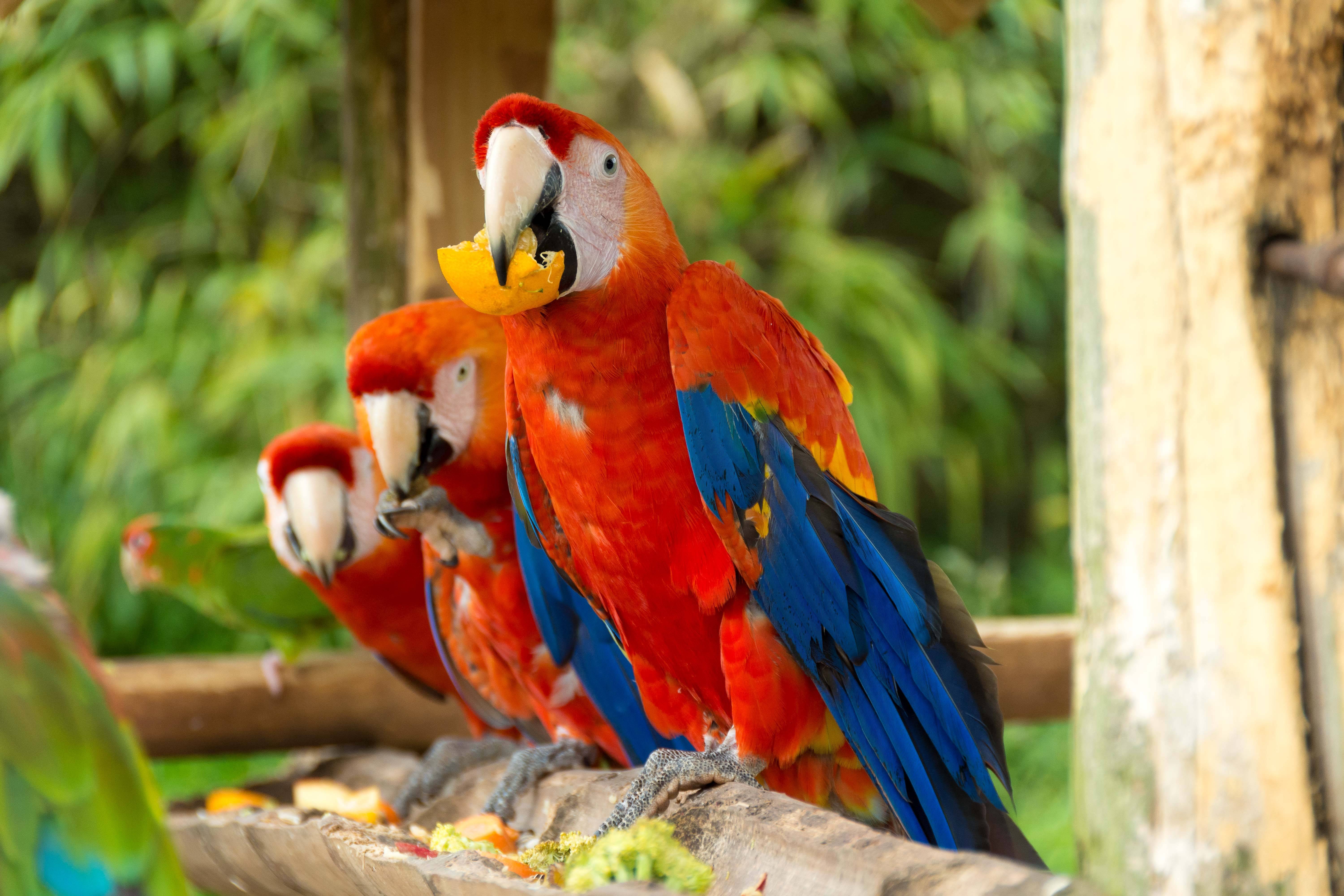Попугай ара: всё об уходе за птицей в домашних условиях