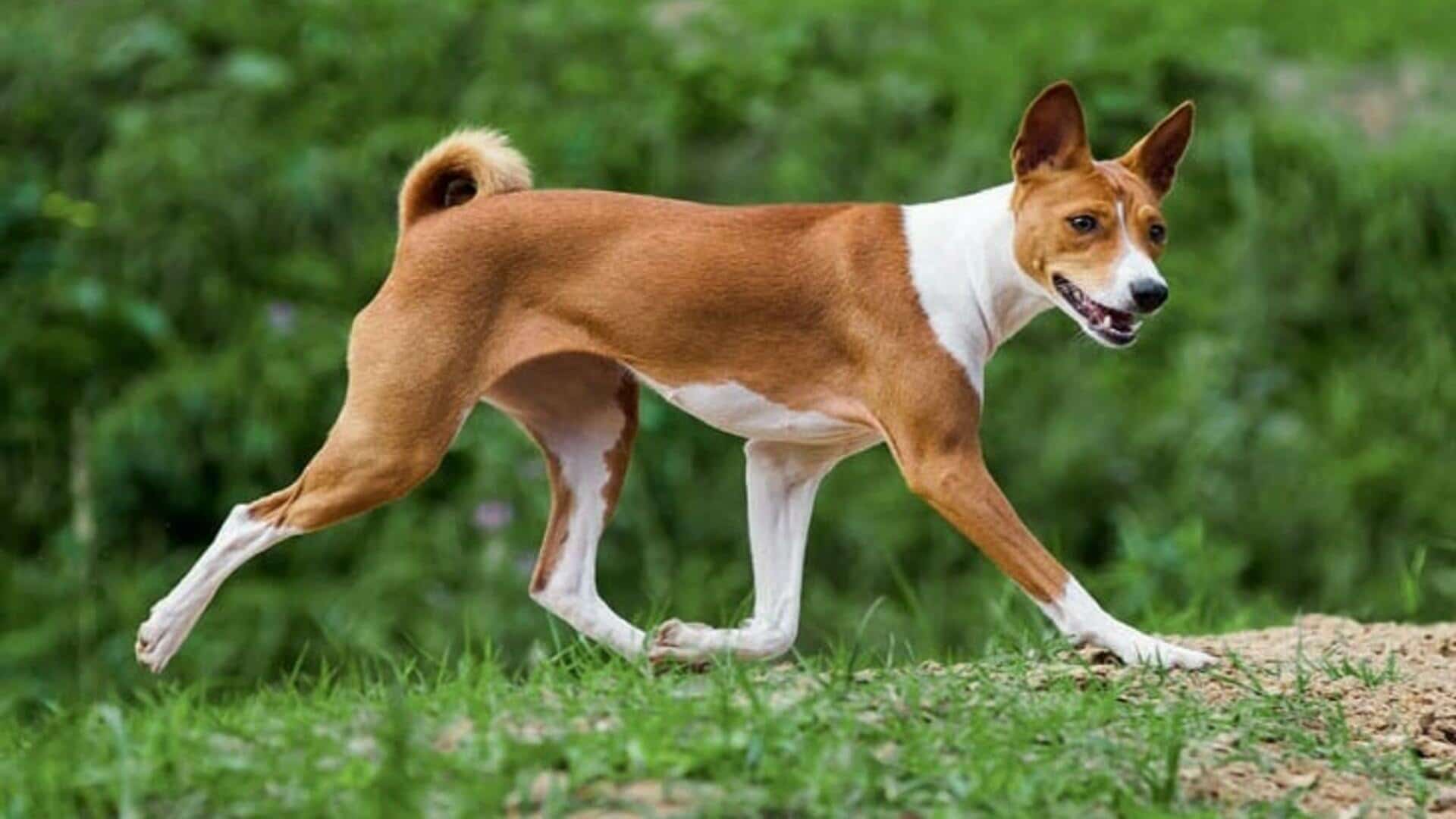 Басенджи: описание породы, фото, характер собаки, выбор щенка и отзывы владельцев