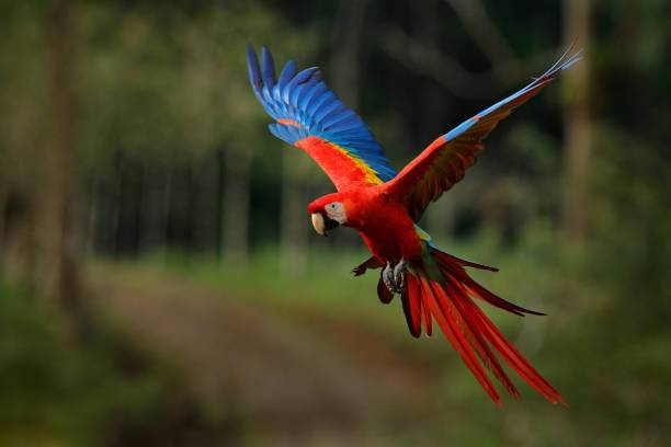Красный ара макао (араканга): в дикой природе и домашних условиях
