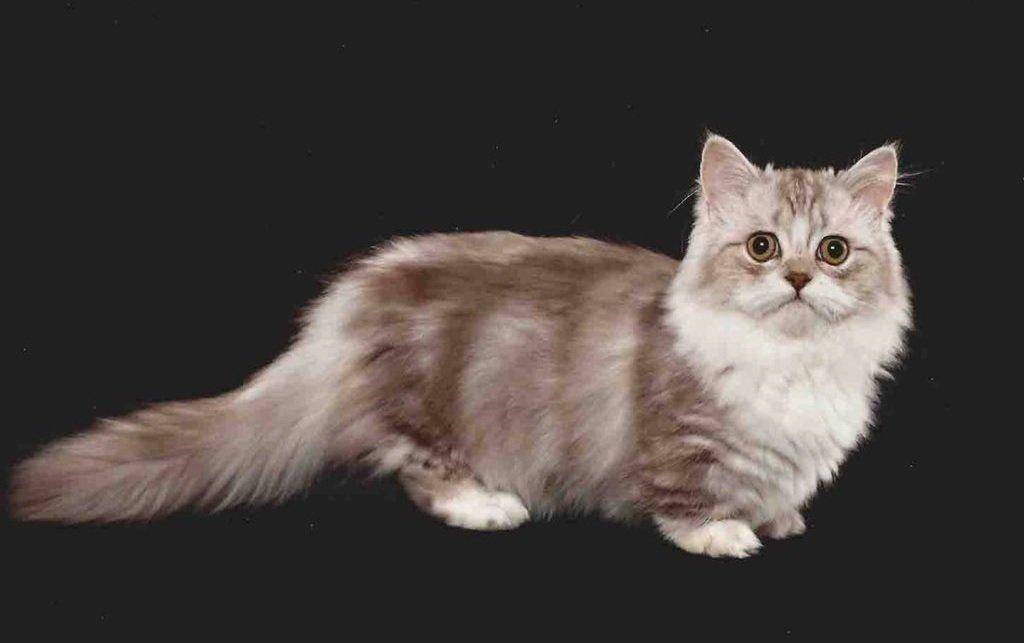 Кошки манчкин: описание породы и характера, поведения, фото