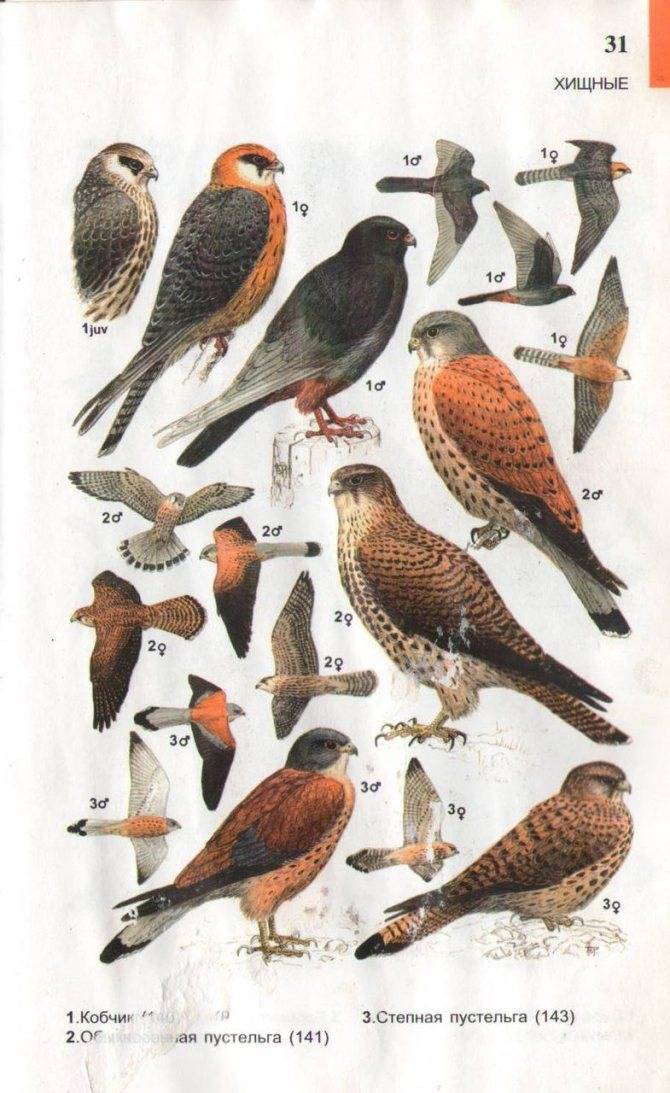 Птицы южного урала: описание, названия и фото, описание, характеристики, среда обитания и особенности видов