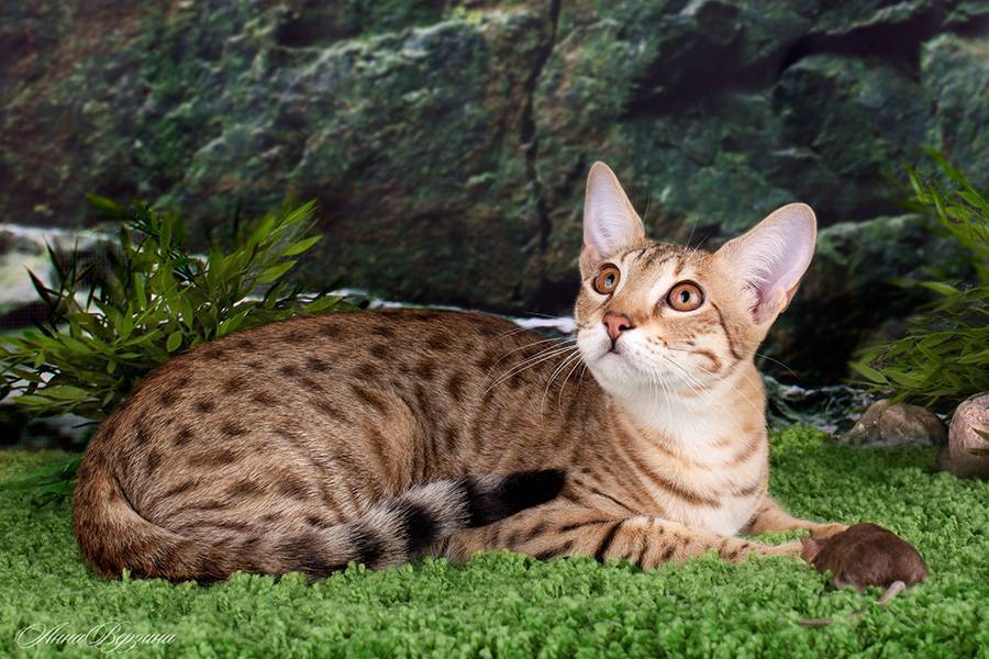 Саванна (кошка): описание породы, характер, отзывы (фото и видео)