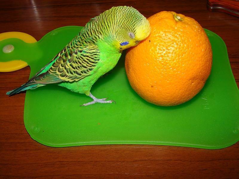 Как и чем кормить волнистого попугая