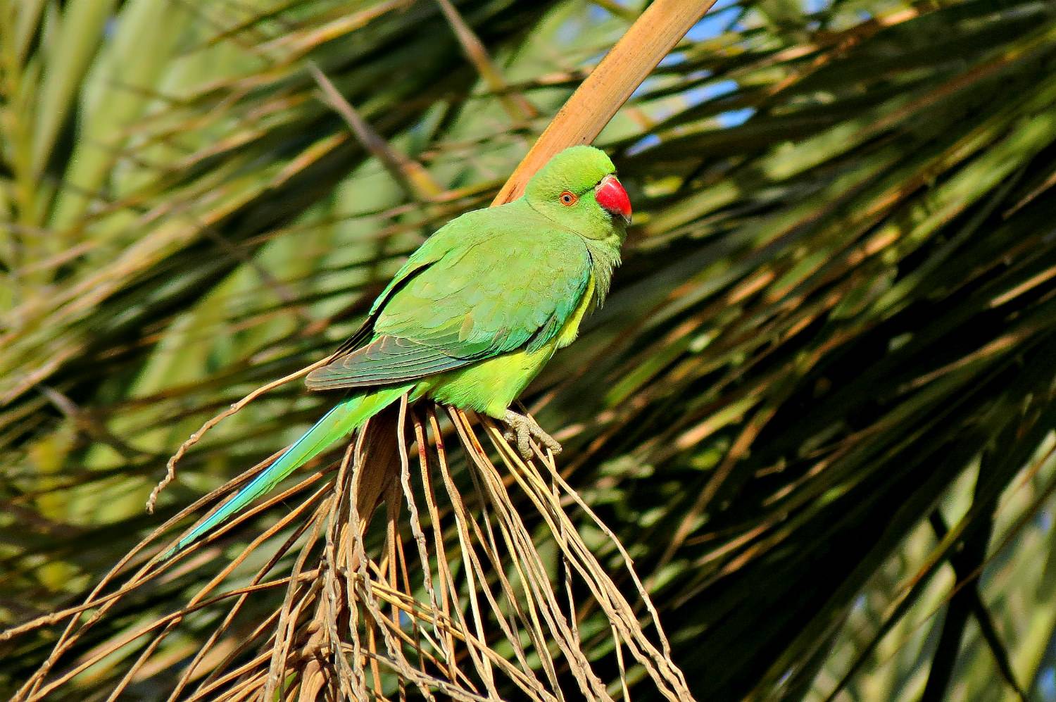 Сливоголовый или красноголовый кольчатый попугай | мир животных и растений