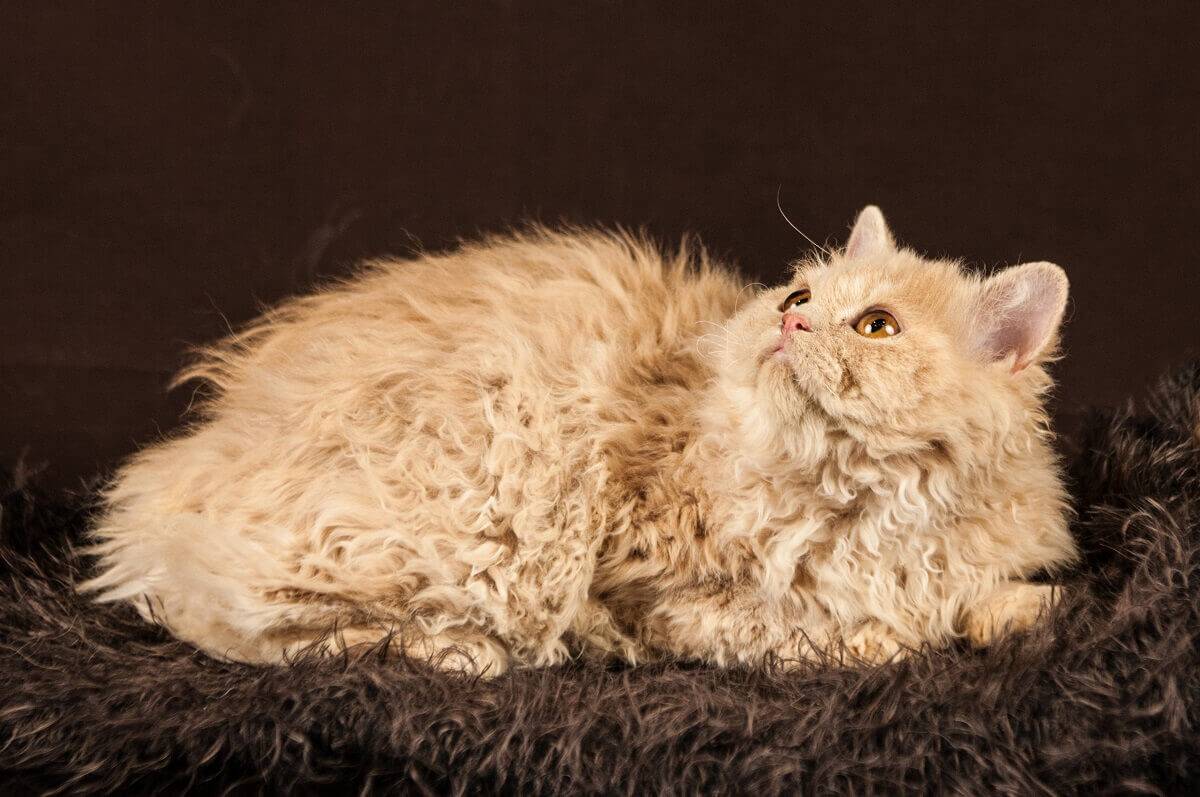 Кошка селкирк-рекс: описание породы, фото и отзывы