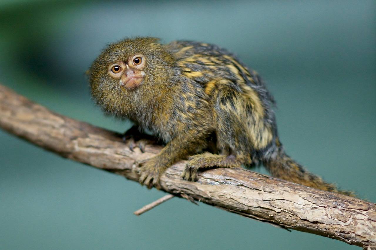 Как называется и где живет самая маленькая обезьянка в мире | интересный сайт