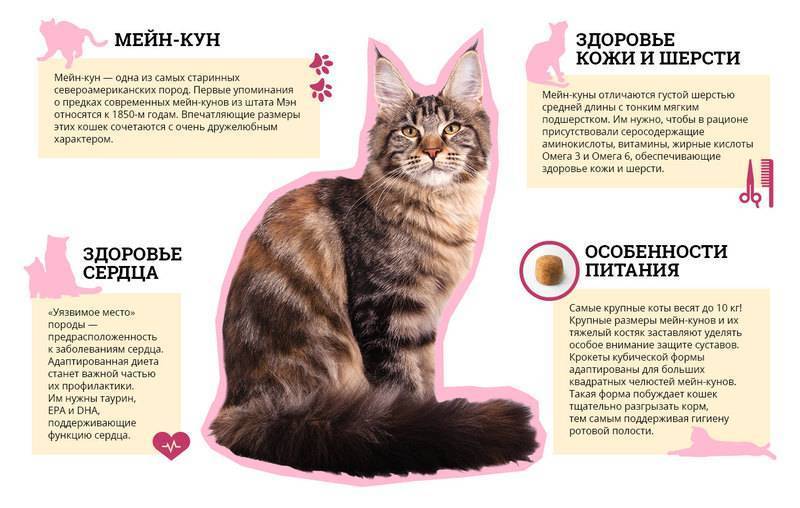 Чем кормить мейн-куна: рейтинг сухих кормов для котят и взрослых кошек разного класса