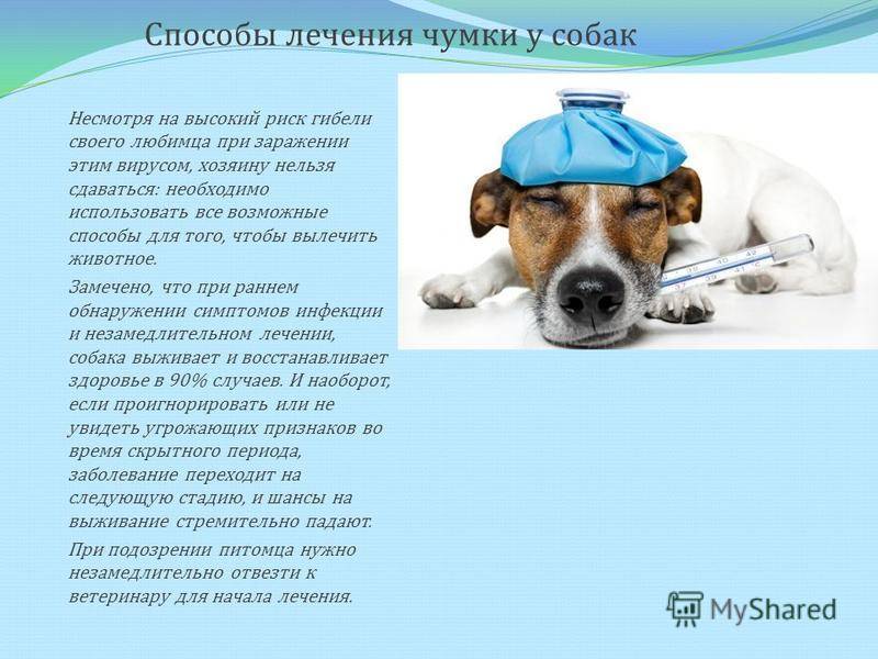 Чумка у собак: первые признаки, симптомы и лечение заболевания