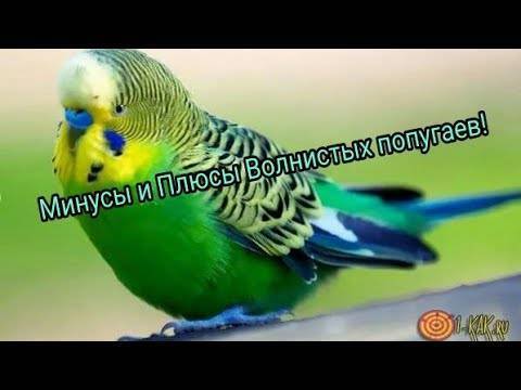 Попугай дома: плюсы и минусы его приобретения и содержания - kotiko.ru